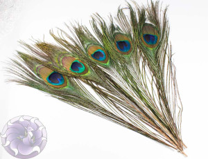 Пір'я павича 25см, 1шт